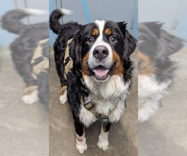 Medium Photo #2 Bernese Mountain Dog Puppy For Sale in Evansville, IN, USA