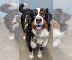Small #1 Bernese Mountain Dog