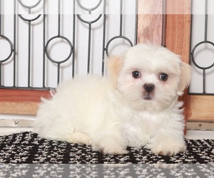 Zuchon Puppy for sale in NAPLES, FL, USA