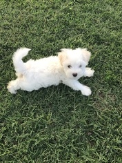 Havanese Puppy for sale in THOMASVILLE, NC, USA