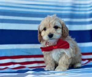 Cavapoo Puppy for sale in LANCASTER, PA, USA