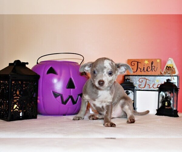 Medium Photo #2 Chihuahua Puppy For Sale in CHARLESTON, AR, USA