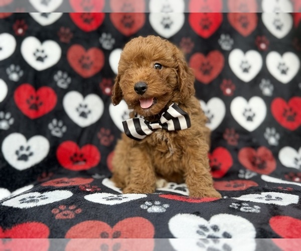 Medium Photo #5 Cavapoo (Miniature) Puppy For Sale in LAKELAND, FL, USA