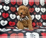 Abe - Male Cavapoo (Miniature) Puppy for Sale - Photo #5