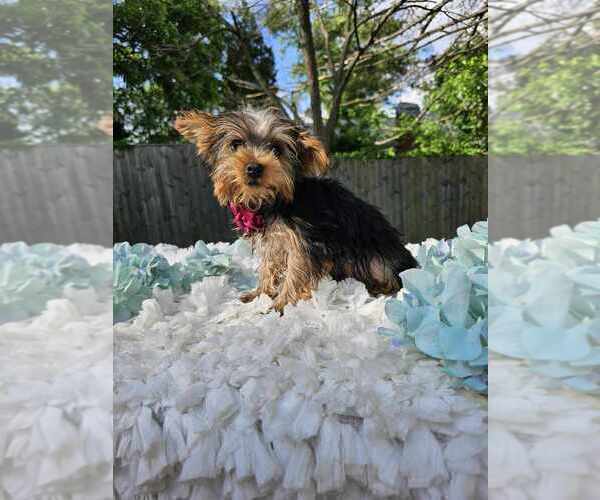 Medium Photo #1 Yorkshire Terrier Puppy For Sale in INDIANAPOLIS, IN, USA