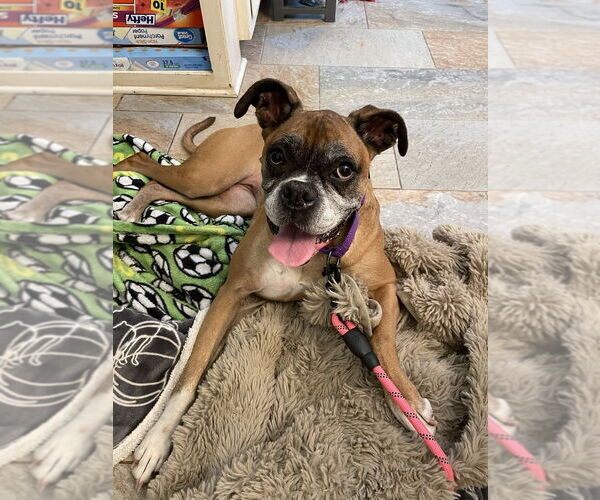 Medium Photo #8 Boxer Puppy For Sale in Austin, TX, USA