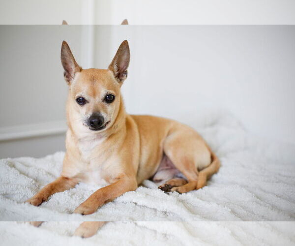 Medium Photo #6 Chihuahua-Unknown Mix Puppy For Sale in Greenville, SC, USA