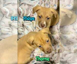 Mutt Dogs for adoption in Woodbury, NY, USA