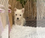 Small #2 West Highland White Terrier