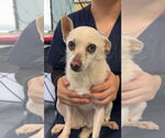 Small Chihuahua Mix