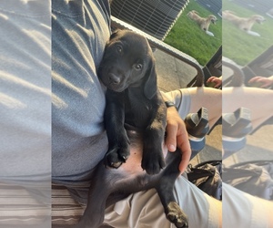 Labrador Retriever Puppy for sale in MARION, IA, USA