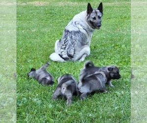 Mother of the Norwegian Elkhound puppies born on 01/23/2023