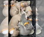 Small Photo #10 Italian Greyhound Puppy For Sale in EAST FARMINGDALE, NY, USA