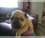 Small Photo #7 French Bulldog Puppy For Sale in DALLAS, NC, USA