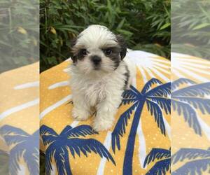 Shih Tzu Puppy for sale in FORT LAUDERDALE, FL, USA