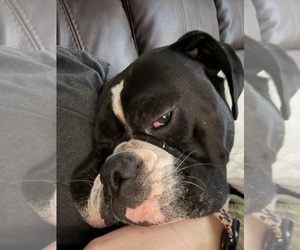 Father of the Boxer puppies born on 02/13/2026