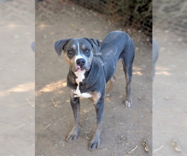 Medium Photo #1 Mutt Puppy For Sale in Sacramento, CA, USA