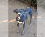 *IRONHIDE - Male Mutt Dog for Adoption - Small photo