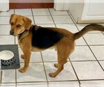 Small Photo #8 Beagle Puppy For Sale in Valrico, FL, USA