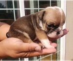 Small Photo #2 English Bulldog Puppy For Sale in WOODLAND, CA, USA