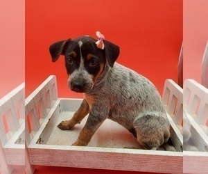 Australian Cattle Dog Puppy for sale in GOSHEN, IN, USA