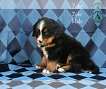 Small Photo #7 Bernese Mountain Dog Puppy For Sale in HARRISONBURG, VA, USA