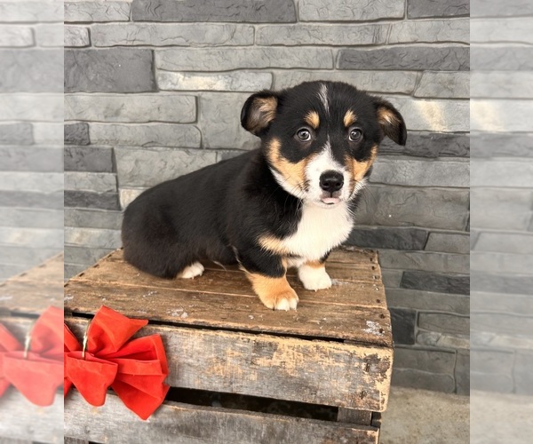 Medium Photo #3 Pembroke Welsh Corgi Puppy For Sale in MIDDLEBURY, IN, USA