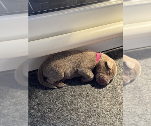 Medium Photo #9 Labrador Retriever Puppy For Sale in MODESTO, CA, USA