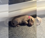 SALLY - Female Labrador Retriever Puppy for Sale - Photo #9