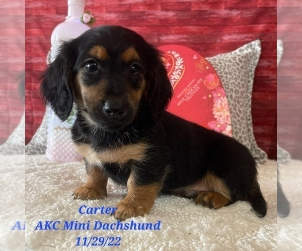 Medium Photo #1 Dachshund Puppy For Sale in SHIPSHEWANA, IN, USA