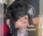 Puppy 4 American Pit Bull Terrier-German Shepherd Dog Mix