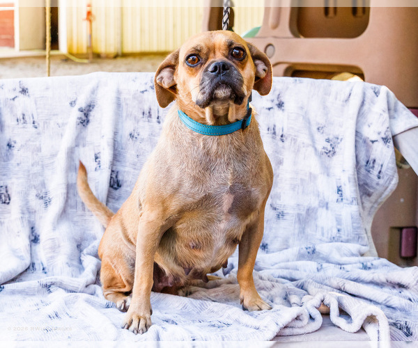 Medium Photo #1 Puggle Puppy For Sale in WAKARUSA, IN, USA