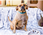 Small Photo #1 Puggle Puppy For Sale in WAKARUSA, IN, USA