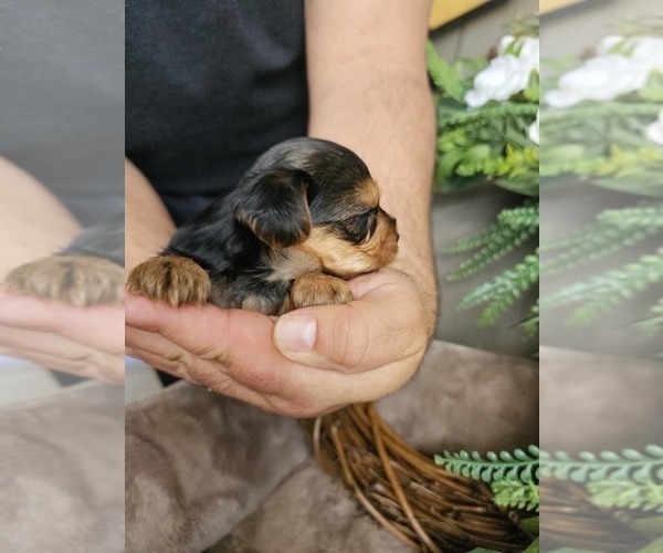 Medium Photo #3 Yorkshire Terrier Puppy For Sale in SALEM, OR, USA