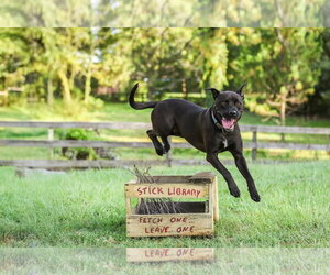 Plato - Male Mutt Dog for Adoption - Photo #15