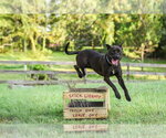 Small #14 Mutt