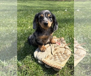 Dachshund Puppy for sale in MIDDLEBURY, IN, USA
