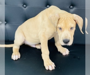 Great Dane Puppy for sale in CINCINNATI, OH, USA