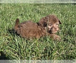 Small #7 ShihPoo