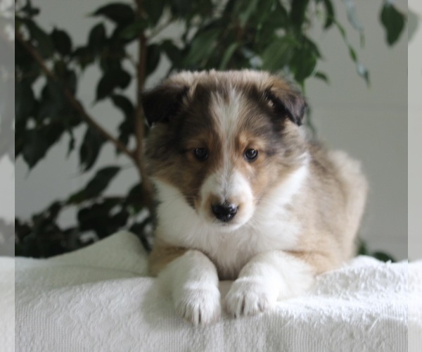 Medium Photo #2 Shetland Sheepdog Puppy For Sale in FREDERICKSBURG, OH, USA