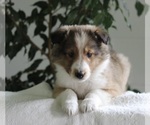Small Photo #2 Shetland Sheepdog Puppy For Sale in FREDERICKSBURG, OH, USA