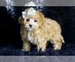 Small #4 Maltipoo