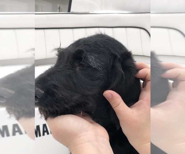 Medium Photo #8 Labradoodle Puppy For Sale in ROBERTA, GA, USA