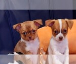 Small Photo #6 Chihuahua Puppy For Sale in MOUNT AIRY, NC, USA