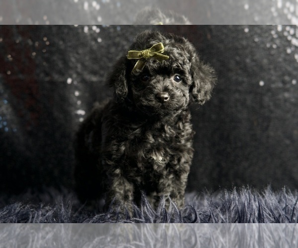 Medium Photo #5 Poodle (Miniature) Puppy For Sale in WARSAW, IN, USA