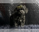 Small Photo #5 Poodle (Miniature) Puppy For Sale in WARSAW, IN, USA