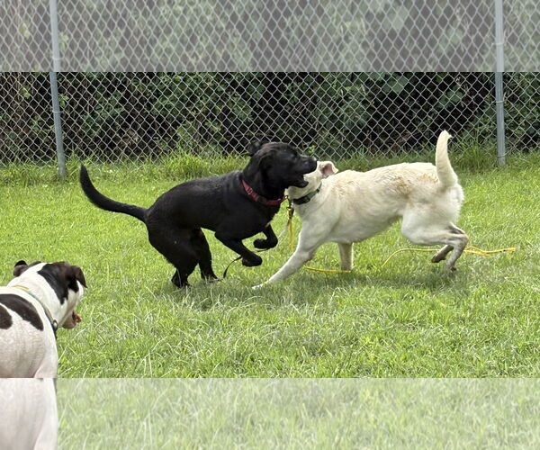Medium Photo #7 Labrador Retriever-Unknown Mix Puppy For Sale in Virginia Beach, VA, USA