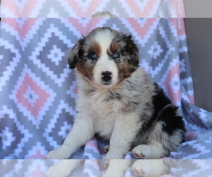 Australian Shepherd Puppy for sale in SHILOH, OH, USA