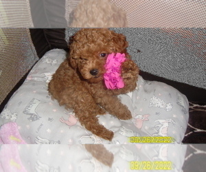 Poodle (Toy) Puppy for sale in DULUTH, GA, USA