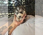Small Photo #53 Siberian Husky Puppy For Sale in KANSAS CITY, MO, USA